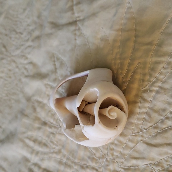 Sea shell - Picture 4 of 4